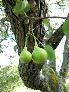 Pear Fruit